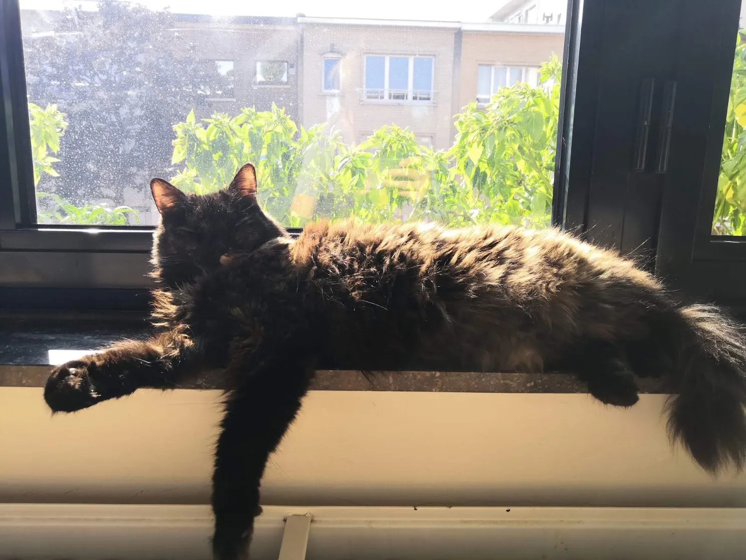 Coca, a long-haired tortoiseshell cat, stretched out on a sunny window sill