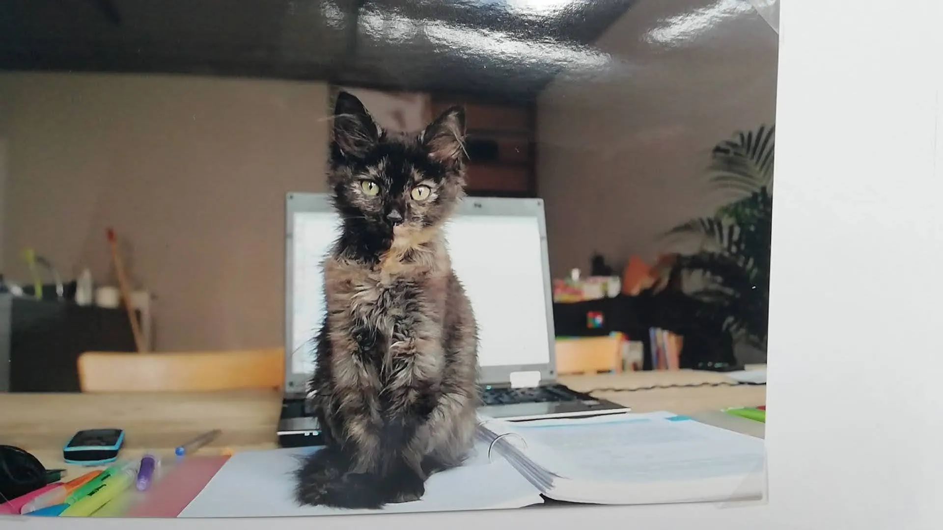 Coca as a kitten, sitting on a desk in front of a laptop